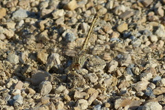Brachythemis impartita
