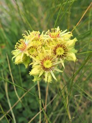 Sempervivum wulfenii
