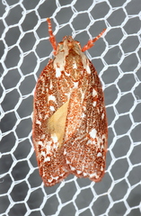 Euchaetis metallota