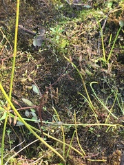 Rorippa hispida