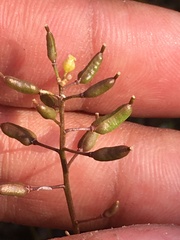 Rorippa hispida