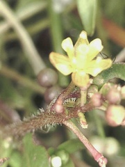 Rorippa hispida
