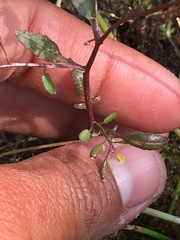 Rorippa hispida