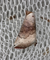 Mataeomera mesotaenia