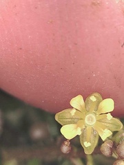 Rorippa hispida