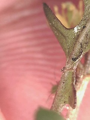 Rorippa hispida