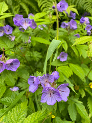 Geranium erianthum