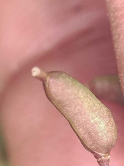 Rorippa hispida