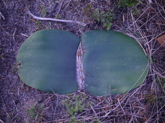 Haemanthus