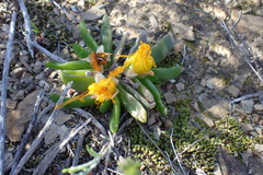Glottiphyllum