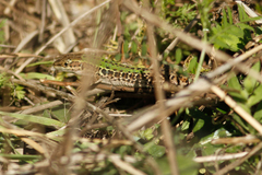 Podarcis siculus campestris
