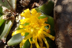 Glottiphyllum