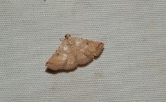 Eublemma gayneri