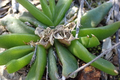 Glottiphyllum