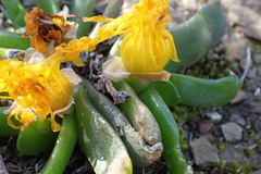 Glottiphyllum