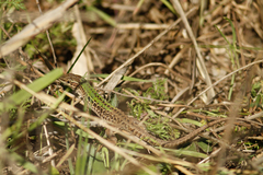 Podarcis siculus campestris