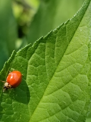 Harmonia axyridis