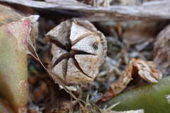 Glottiphyllum