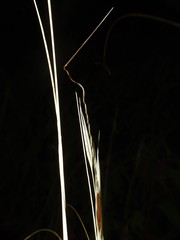 Hesperostipa curtiseta