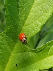 Harmonia axyridis