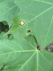 Acericecis ocellaris