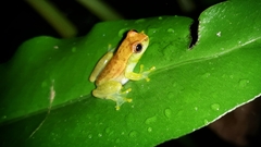 Dendropsophus minusculus
