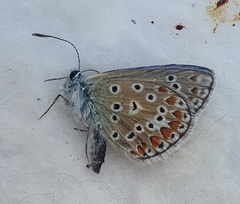 Polyommatus thersites