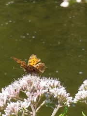 Polygonia comma