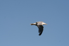 Larus michahellis