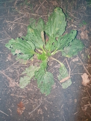 Plantago major