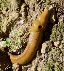 Ariolimax brachyphallus