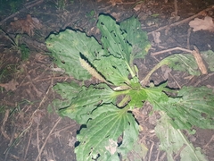 Plantago major