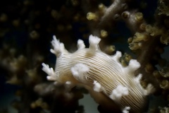 Tritonicula hamnerorum