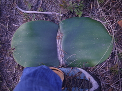 Haemanthus