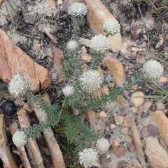 Phylica propinqua