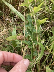 Trifolium wormskioldii