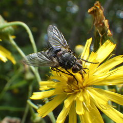 Linnaemya tessellata