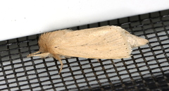 Bathytricha truncata