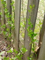 Magnoliopsida