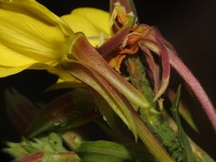 Oenothera oakesiana