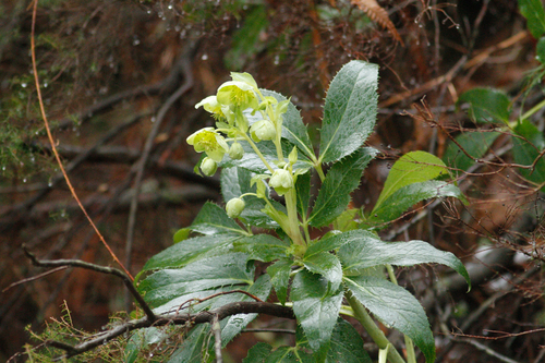 Corsican Hellebore