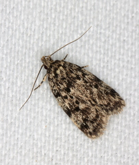 Barea subviridella
