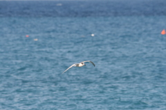 Thalasseus sandvicensis