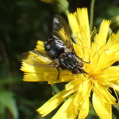 Linnaemya tessellata