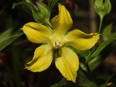 Lysimachia hybrida