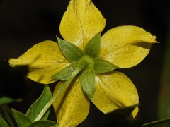 Lysimachia hybrida