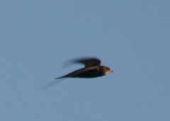 Apus pallidus