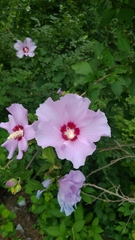 Hibiscus syriacus