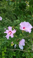 Hibiscus syriacus