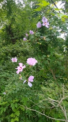 Hibiscus syriacus
